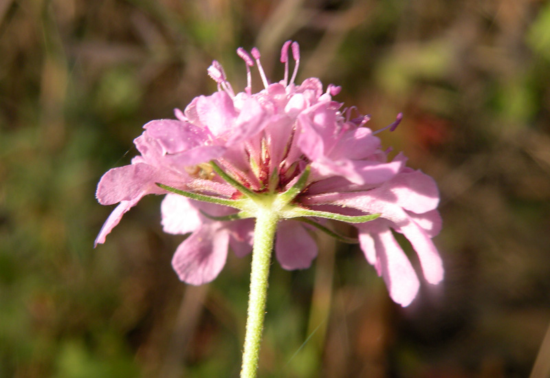 Scabiosa columbaria